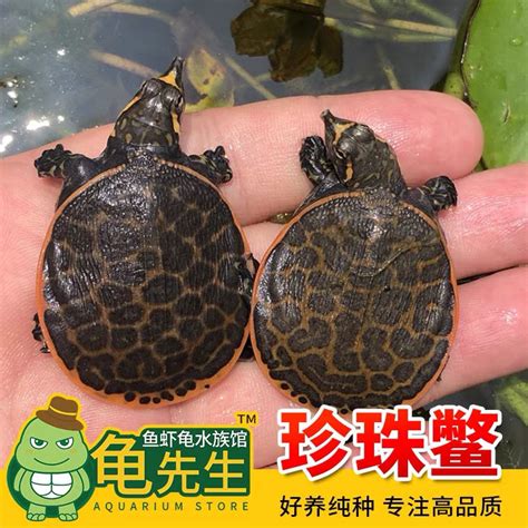 珍珠鱉|珍珠鳖